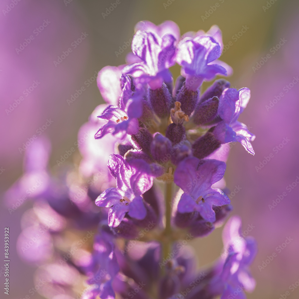 Obraz premium lawenda