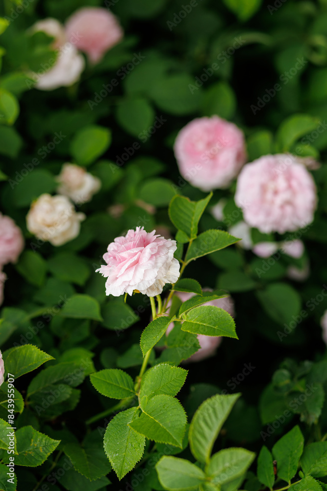 Bush of pink roses in watercolor shades. Growing flowers in the garden as a hobby. Summer mood. Bush of pink roses in watercolor shades. Growing flowers in the garden as a hobby. Summer mood.