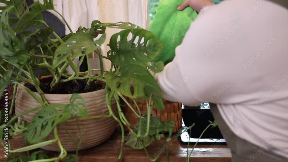 blond woman removing dust from green leaves of potted plant while doing home gardening in light room on weekend day at home blond woman removing dust from green leaves of potted plant while doing home gardening in light room on weekend day at home