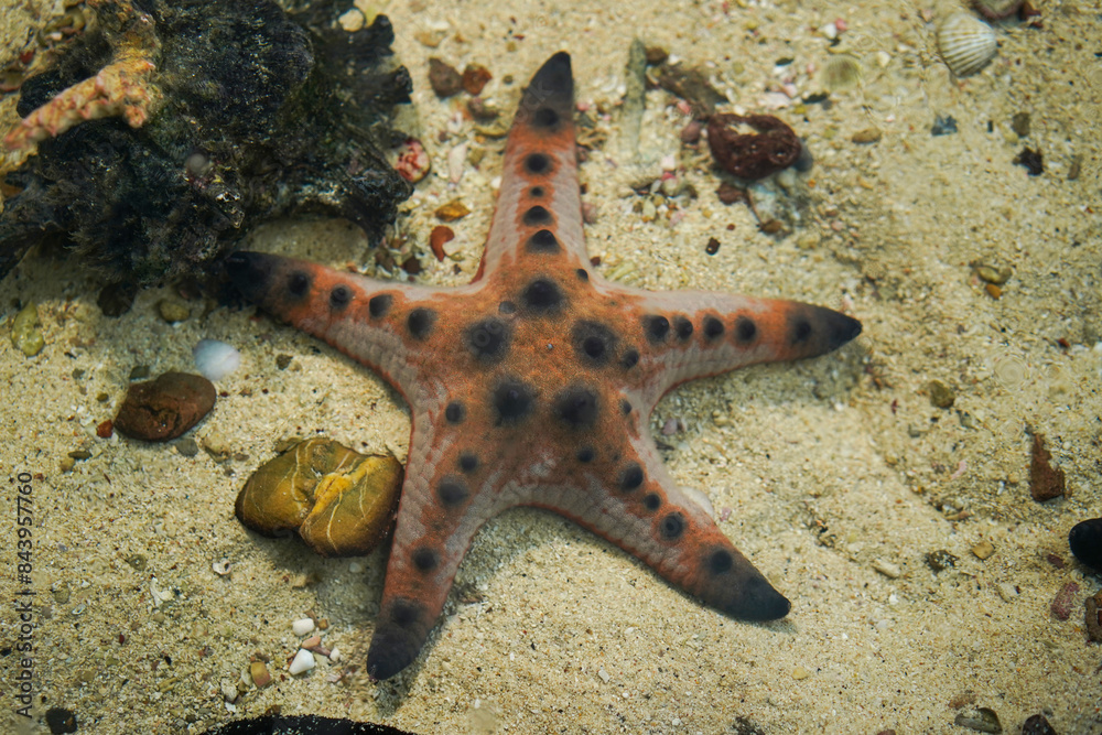 Red Sea Starfish, Underwater life with on a sandy seabed seen from above, natural scene. Red Sea Starfish, Underwater life with on a sandy seabed seen from above, natural scene.