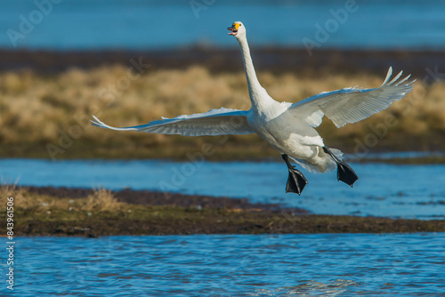 Fototapeta Naklejka Na Ścianę i Meble -  Bewick Swan Isle of Uist, Scotland. United Kingdom