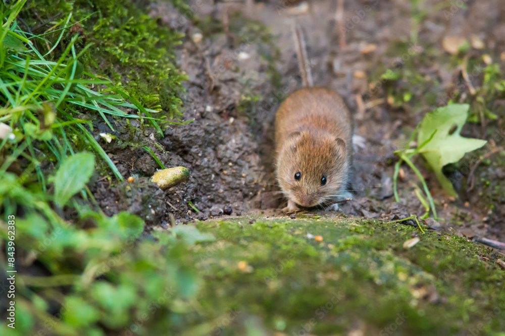 Close up image of a Water Vole in a natural environment. London, England, UK. Close up image of a Water Vole in a natural environment. London, England, UK.