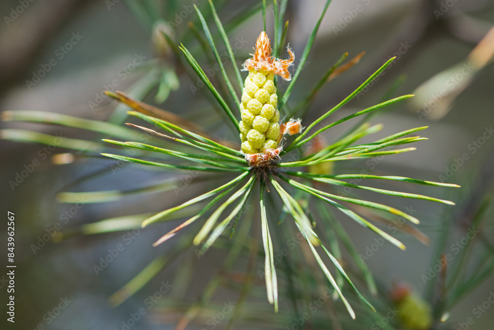 pinus resinosa. young Pineoung tender cones on a pine branch in the forest. Pinus resinosa, Male Pollen Cone, Pinecone, in Early Spring. natural background, medicinal, fragrant needles. Close-up Pine pinus resinosa. young Pineoung tender cones on a pine branch in the forest. Pinus resinosa, Male Pollen Cone, Pinecone, in Early Spring. natural background, medicinal, fragrant needles. Close-up Pine