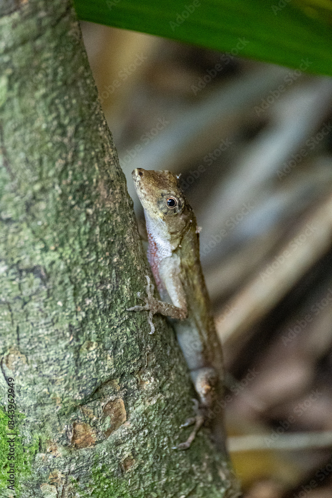 Fototapeta premium Getarnte braune Echse (Anolis) am Baumstamm