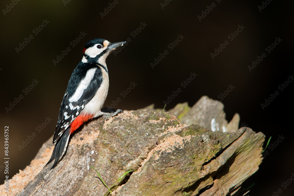 great spotted woodpecker on a branch black background The great spotted woodpecker (Dendrocopos major) is a medium-sized woodpecker with pied black and white plumage and a red patch on the lower belly great spotted woodpecker on a branch black background The great spotted woodpecker (Dendrocopos major) is a medium-sized woodpecker with pied black and white plumage and a red patch on the lower belly