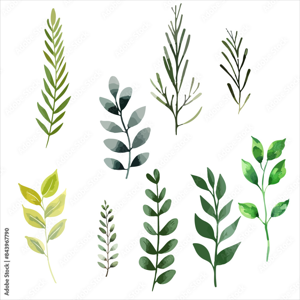 a set of watercolor leaves on a white background a set of watercolor leaves on a white background