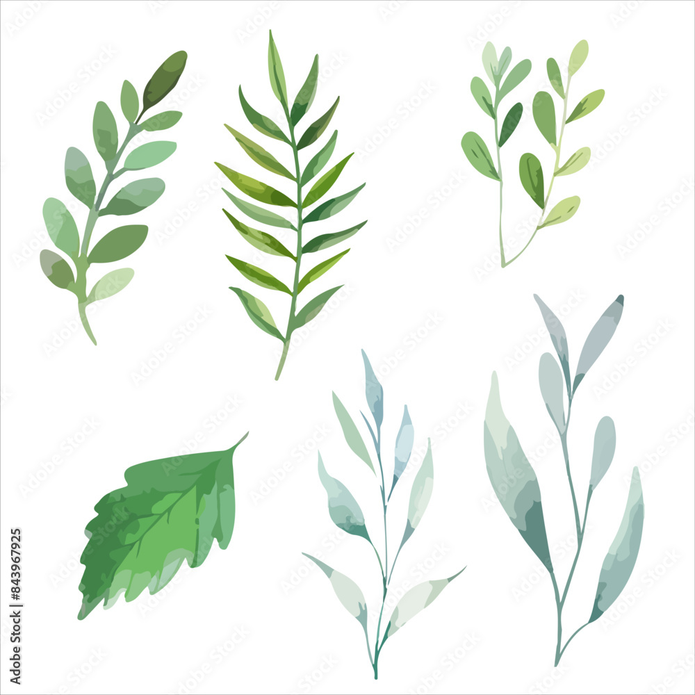 a set of four different leaves on a white background a set of four different leaves on a white background