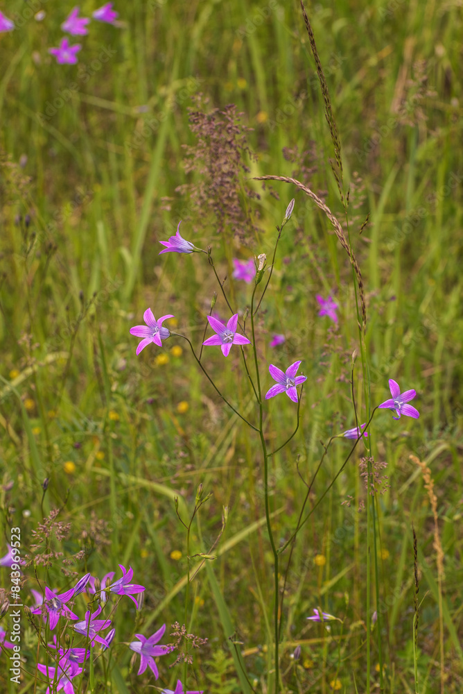 Campanula patula subsp. patula. Vertical photo Campanula patula subsp. patula. Vertical photo