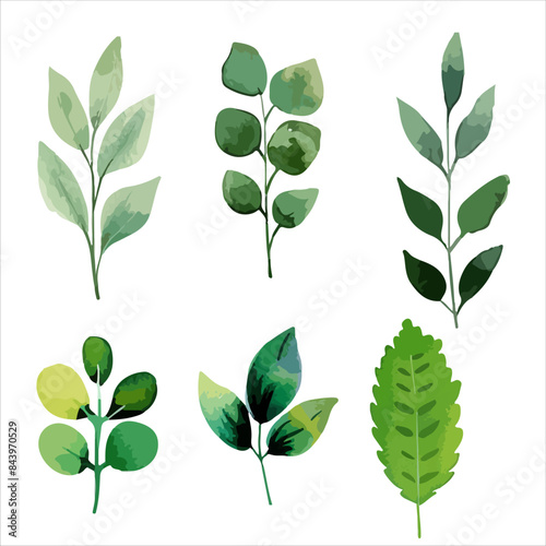 a set of four different types of leaves
