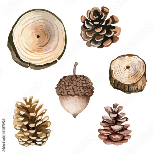 a collection of pine cones and acorns