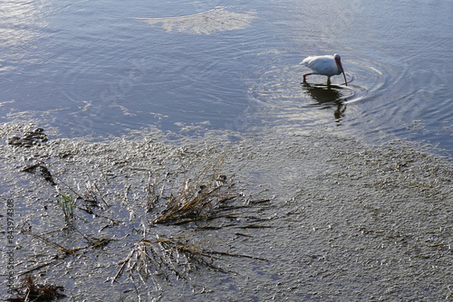 This is a picture of a white bird, looking for food in the flooded marsh lands of Texas. photo