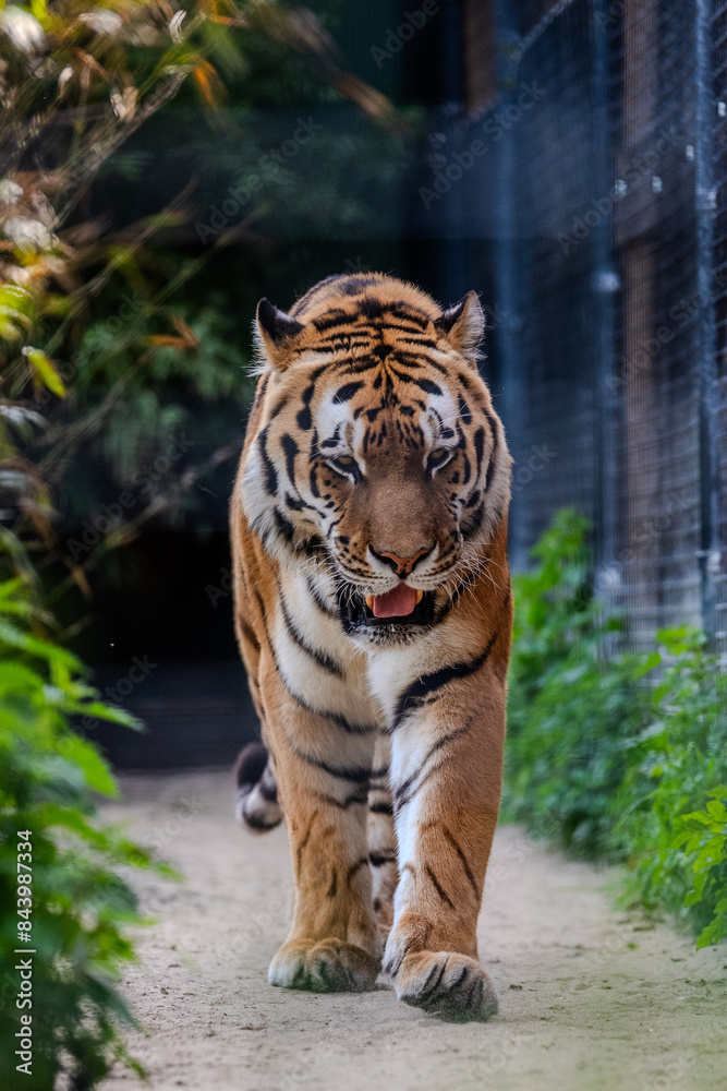 Obraz premium Tiger in the zoo