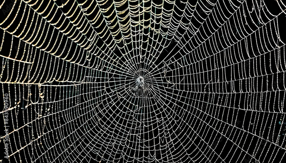 spider web spider web