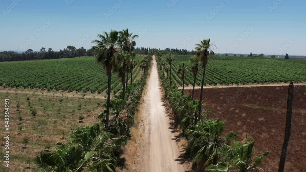 Aerial video over palm trees mizpe tal israel on a sunny day