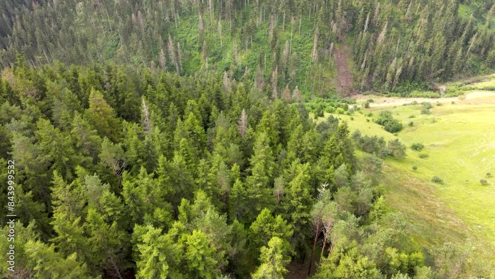 smooth Flying over green trees smooth Flying over green trees