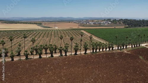 Aerial video over palm trees mizpe tal israel on a sunny day photo