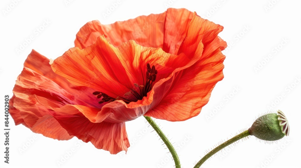 Vibrant Red Poppy Blossom on White Background - Isolated Floral Beauty Vibrant Red Poppy Blossom on White Background - Isolated Floral Beauty