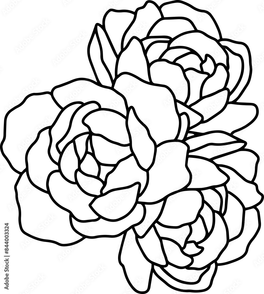 Minimalistic illustration of peonies Minimalistic illustration of peonies