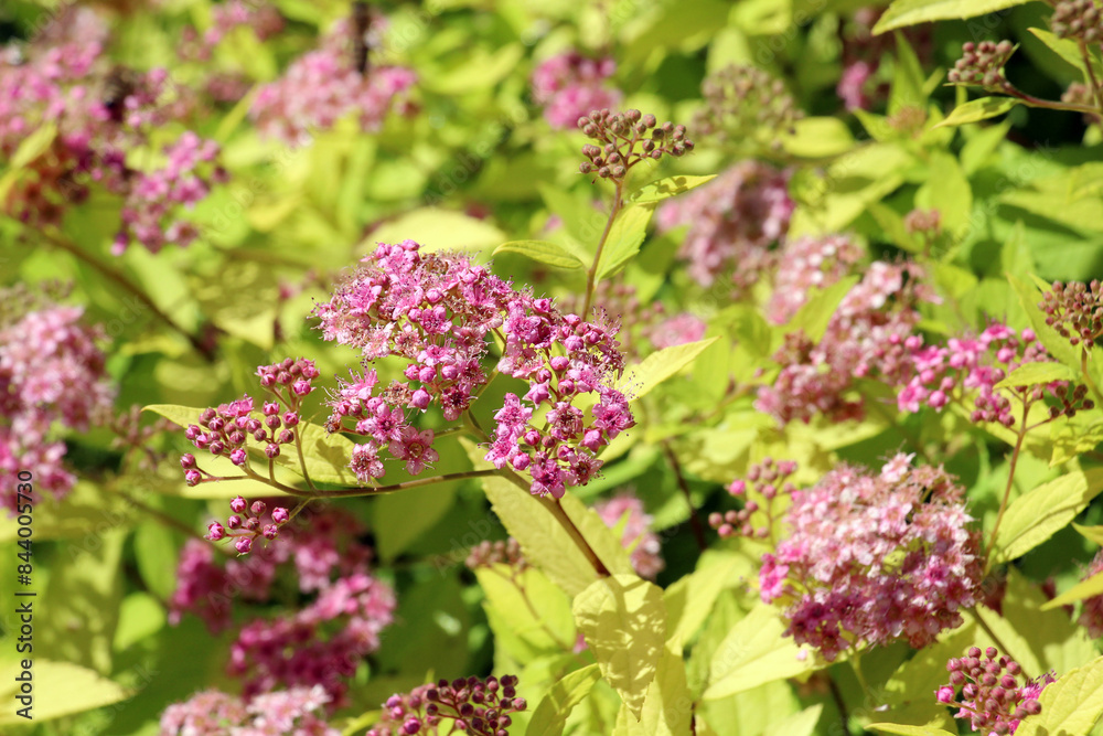A Japanese spirea (Spiraea japonica) bush is blooming in the garden A Japanese spirea (Spiraea japonica) bush is blooming in the garden