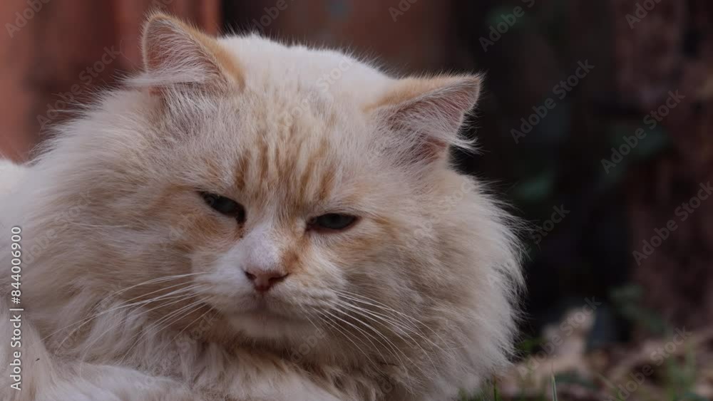 Gato Dourado