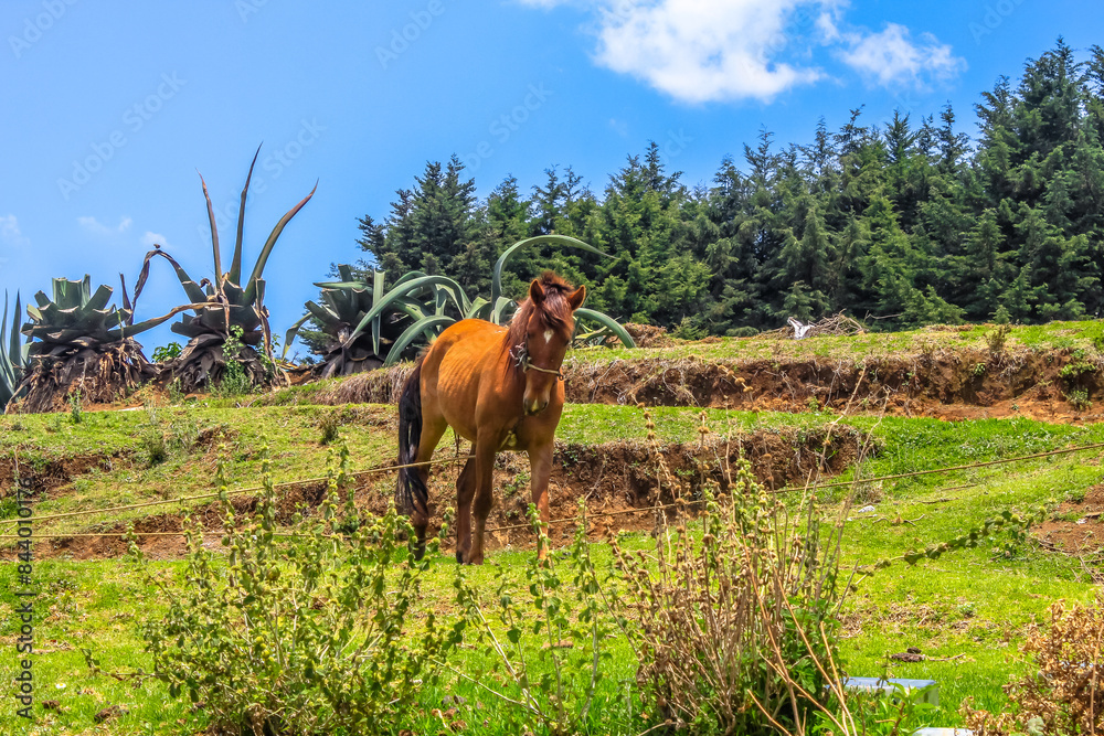 Fototapeta premium Horse in green meadow in Villa del Carbon state of Mexico