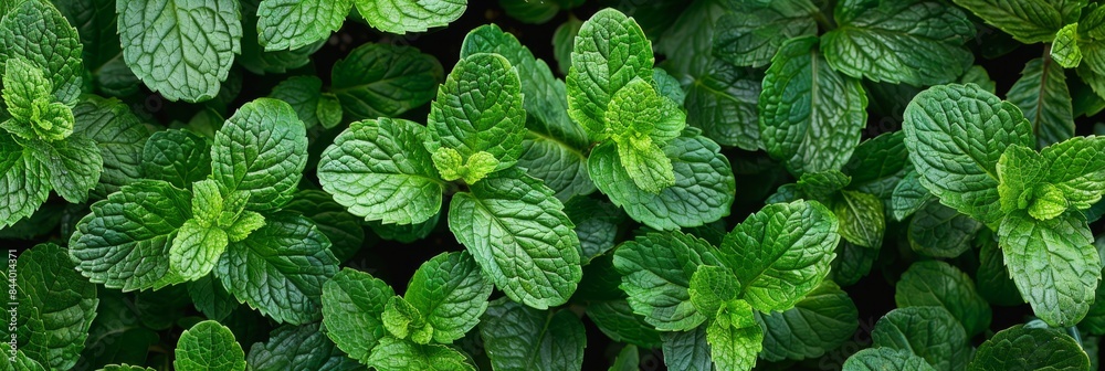 Many mint leaves texture background, fragrant spices pattern, Mentha piperita mockup, peppermint banner Many mint leaves texture background, fragrant spices pattern, Mentha piperita mockup, peppermint banner