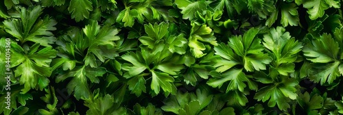 Green parsley texture background, petroselinum crispum leaves pattern, fresh herbal leaves banner