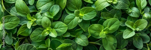 Marjoram texture background, fresh green oregano pattern, Origanum majorana banner, marjoram photo