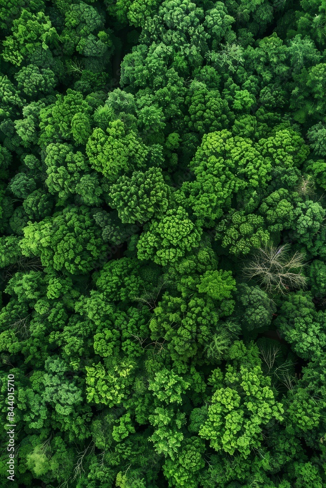 road in the middle of the forest aerial view Generative AI