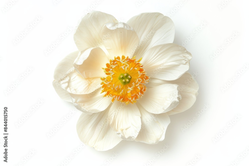 Obraz premium Flower Photography, Nelumbo nucifera First Lady , full view object, Isolated on White Background