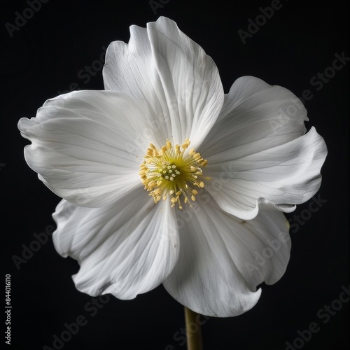 Flower Photography, Nelumbo nucifera Marian Strawn, Isolated on Black Background photo
