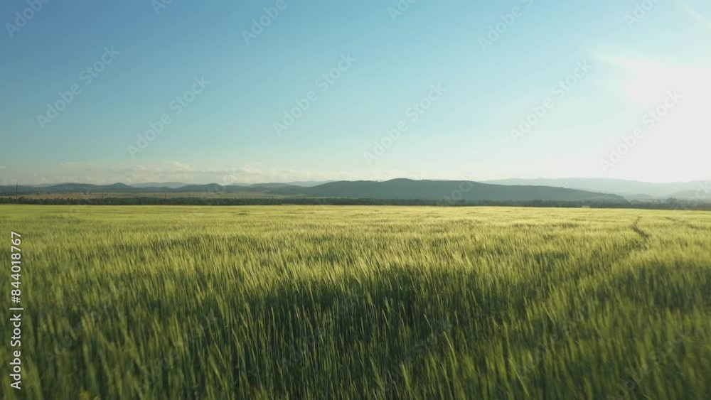 Flying over wheat field. Aerial view of beautiful field Flying over wheat field. Aerial view of beautiful field