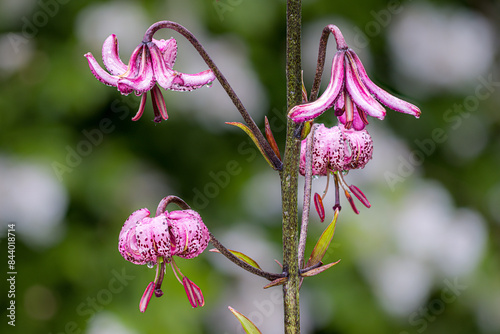 Blüte des Türkenbund (lilium martagon)