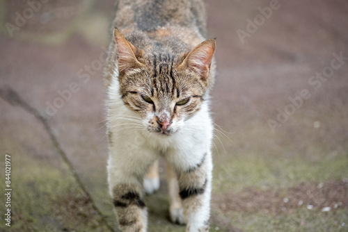 Wallpaper Mural portrait of a gray-white mom cat Torontodigital.ca