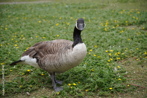 What's up, goose