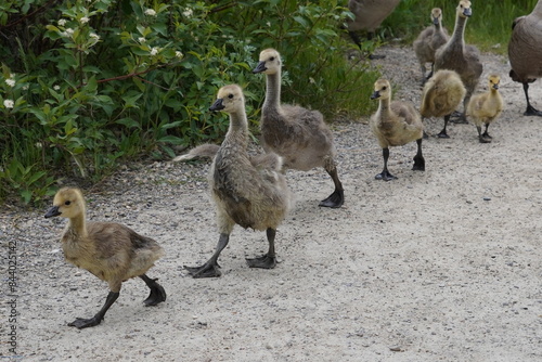 goose family