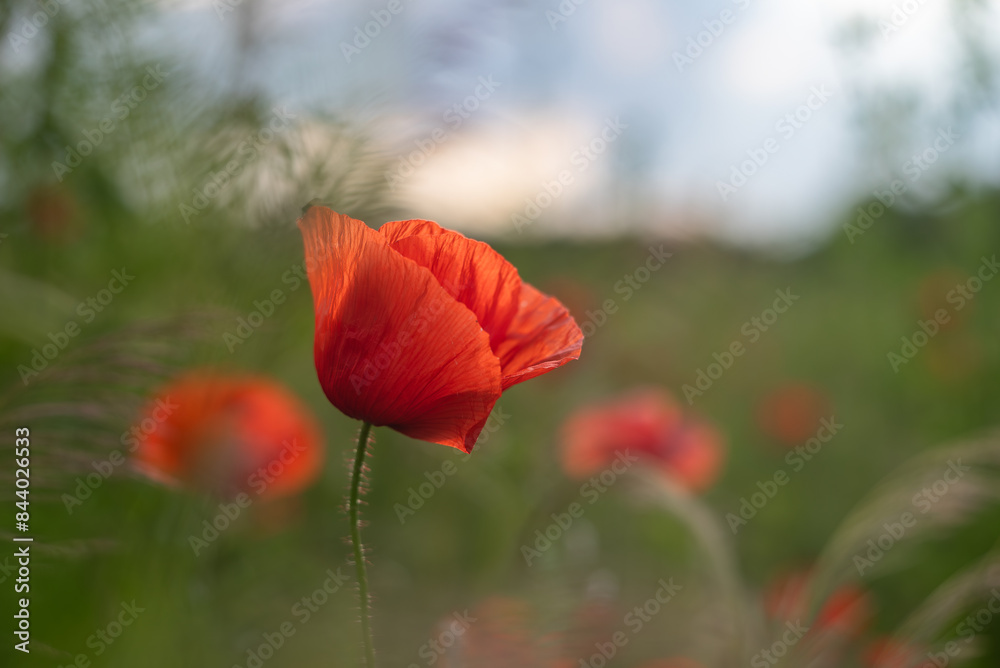 Obraz premium Red flower