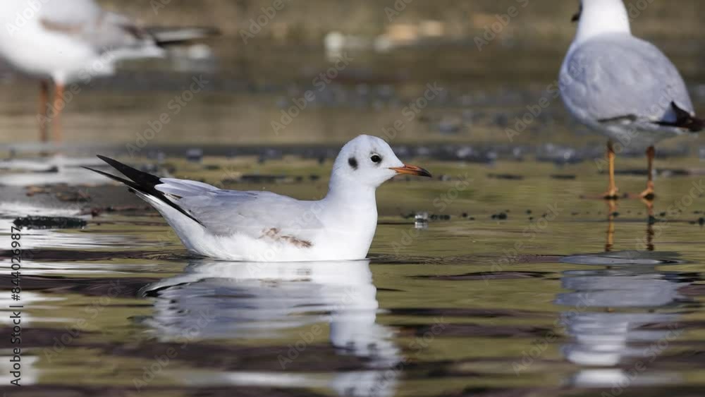 A seagulls clean his feather and swimming on a lake.
A seagulls clean his feather and swimming on a lake.