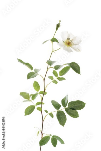 flower Photography, Cherokee Rose, copy space on right, Isolated on white Background