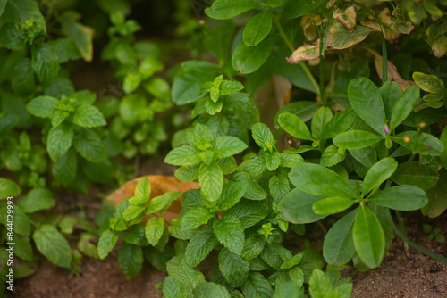 Green Leaves of a mint tree on the home garden floor with other herbs