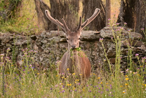 Deer eating, Monfragüe National Park, Cáceres, Extremadura, Spain photo