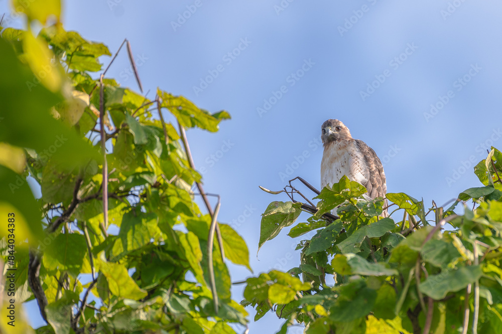 Closeup of a red-tailed hawk. Closeup of a red-tailed hawk.