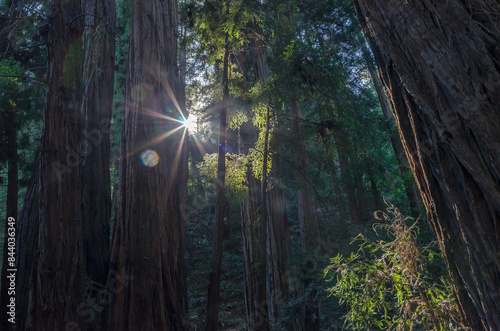 sunlight through the trees muir woods photo