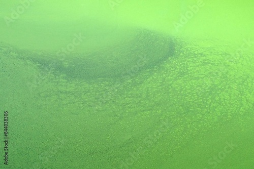 Background and texture a surface wavy and curve nature green of very dense duckweed.
 photo