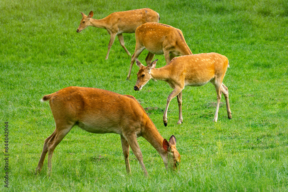 Herd of roe deer on a sunny meadow Herd of roe deer on a sunny meadow