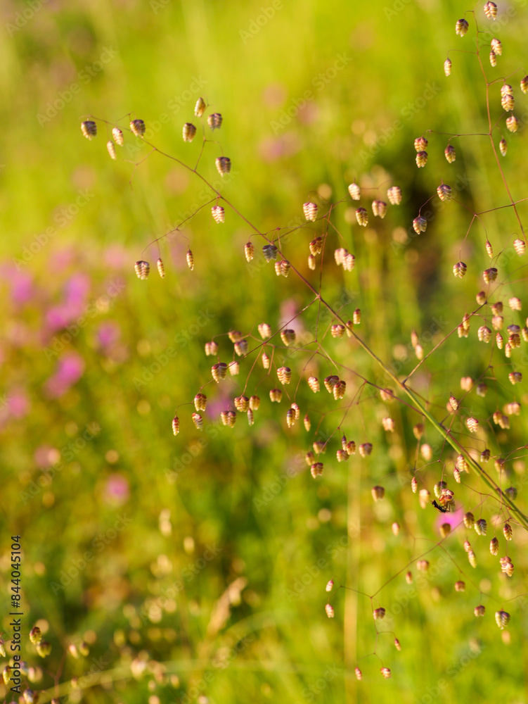 quaking grass on a sunny day with greenish backdrop quaking grass on a sunny day with greenish backdrop