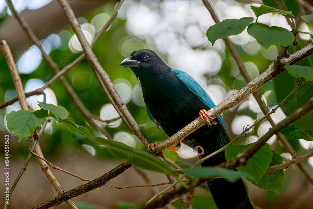Yucatecan jay in the mexican jungle Yucatecan jay in the mexican jungle