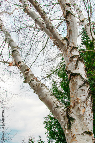 close-up of birch tree by a forecast day at Spring time in Quebec country, Canada