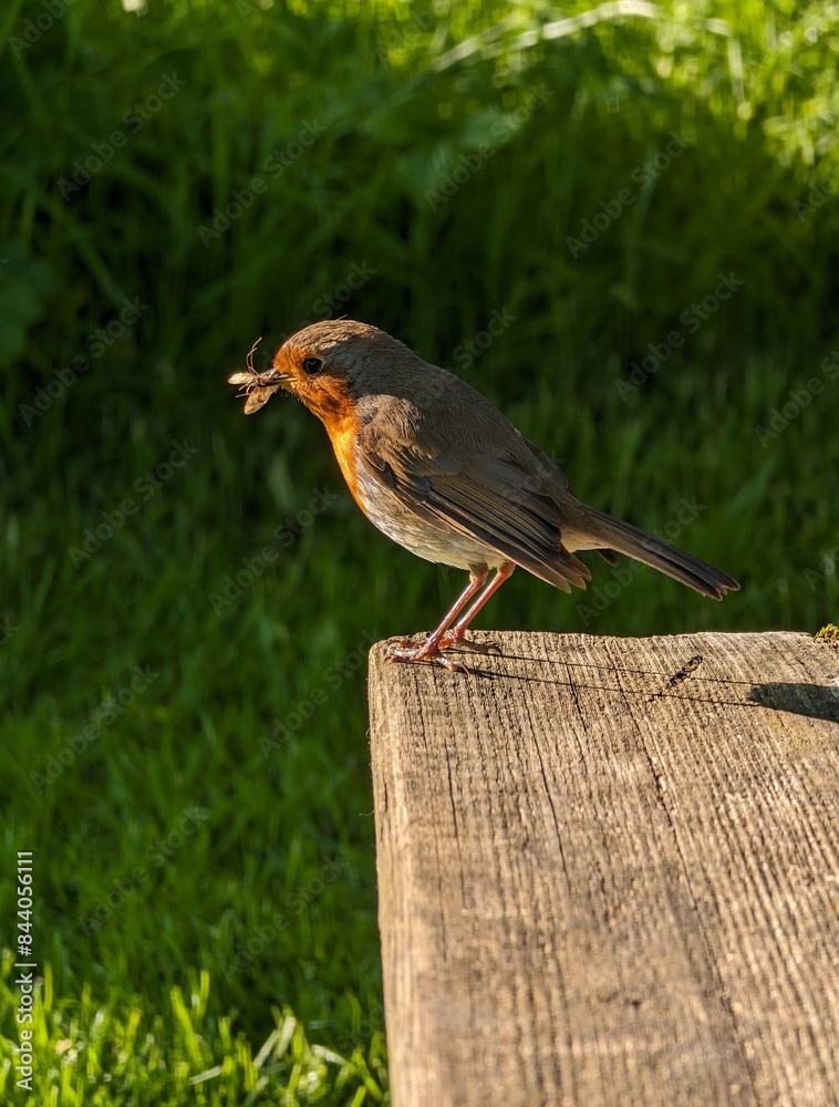 Cute little orange chested bird Robin eating bug, feeding on bench in the park, animals and wildlife background