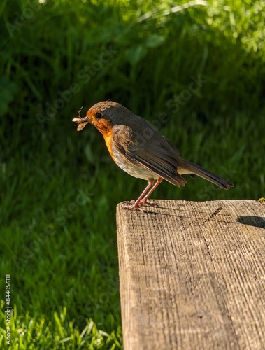 Obraz na płótnie Cute little orange chested bird Robin eating bug, feeding on bench in the park, animals and wildlife background w salonie